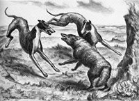 Curry - Hounds and Coyote